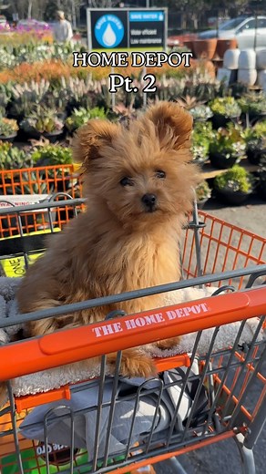 Honey | Pomapoo Puppy on Instagram: "Drafting my emotional support dog compensation package until further notice. What should I add Honey Bees? 🧸🐝 #pomapoo #homedepot #dogdiary #puppiesofinstgram #part2 #fyp"