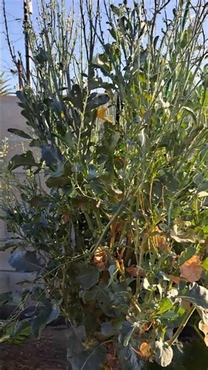 Broccoli in full flower in serious need of trimming #garden #broccoli #gardening #growyourownfood