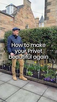 Make your Privet hedge beautiful again!