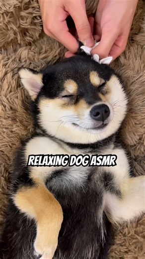 Relaxing Dog SPA ASMR 🐶