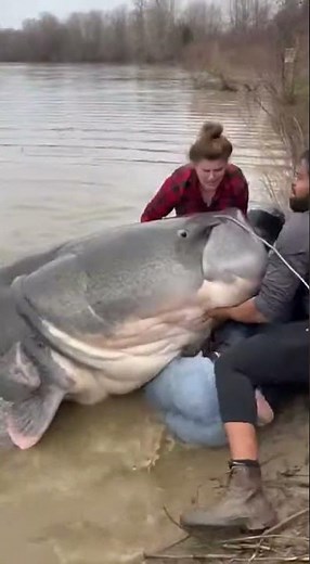 Giant Catfish Nearly Swallows a Man Alive! 😱