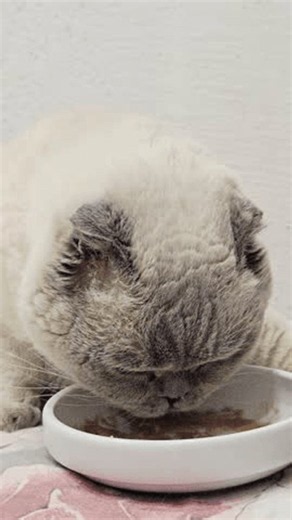 clip-4140254993-scottish-fold-cat-seal-point-fur-licking