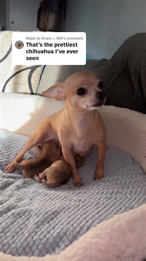 Charming Chihuahua Puppies on TikTok