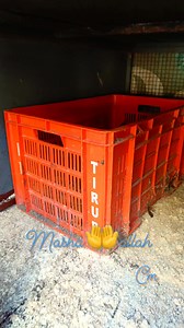 കോഴികൂട് വീർത്തിആക്കിപിന്നെ കൂടിന്റ അടിഭാഗം പെയിന്റിംഗും ചെയ്തു. 💕 #pet #petlovers | Abdulla Kerala Nadan Kozhi Malappuram