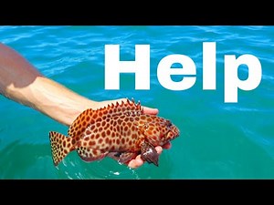 ULTRA Rare Spotted Cod Fishing in Australia! (Catch & Cook)