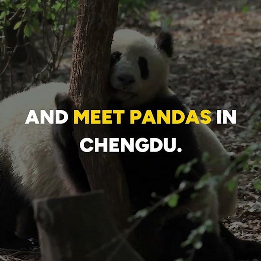 Roam in China with SIMBA [Eng]