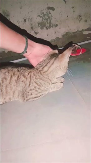 #comedy #funny #love #fun