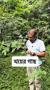 খয়ের গাছ! #Acacia_catechu #Senegalia_catechu #Fabaceae #খয়ের | বৃক্ষবন্ধু Azharul Islam