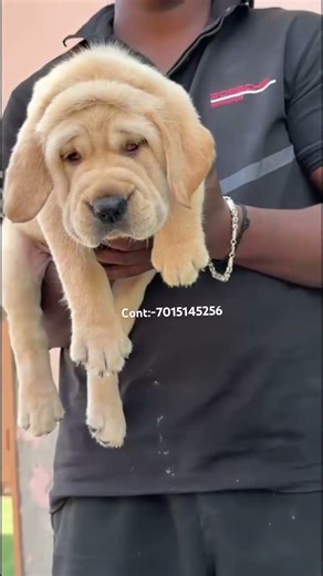 24999😱😱Mai Chinese Labrador Male Puppy🔥🔥 #subscribe #chinese #labrador