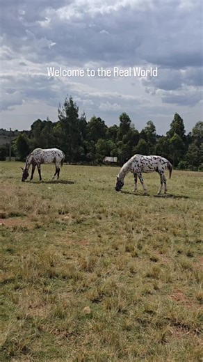 Marwa Appaloosa Stud on Instagram: "Appaloosas , such beautiful horses 🐎 😍 ❤️ . . . . . . . . . . . . . . . #iam_marwa #appaloosahorse #appaloosa #appaloosasofinstagram #horsefarm #coloredhorse"