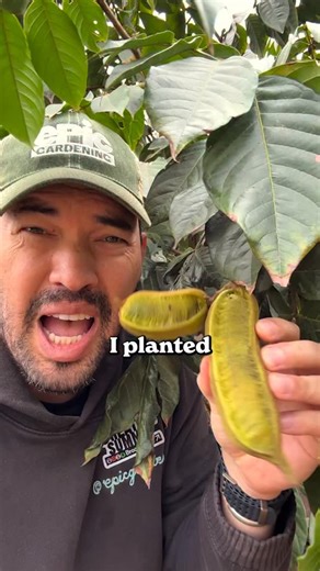 ICE CREAM BEAN TREE - one of the plants that quietly does a lot of heavy lifting, and is often planted as a living support tree, meaning farmers use it as a backbone for other crops instead of relying on synthetic inputs. Drop the leaves, let them decompose, and you’ve got instant mulch and organic matter feeding the soil. It’s also a favorite in permaculture systems because it grows fast, responds well to pruning, and bounces back hard. You can chop it multiple times a year and it just keeps pu