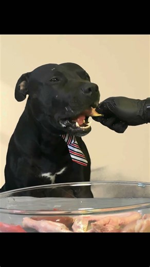 Satisfying Dog ASMR | Pitbull Eating Raw Chicken (Very Crunchy)