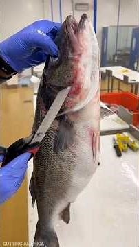 Amazing Sea Bass Filleting Skills || #shorts