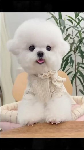 the ultimate compilation of dog cute moments you need to see! #dogcute #pets