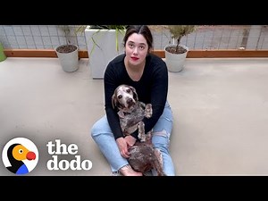 The Emotional First Year With A Senior Rescue Dog | The Dodo