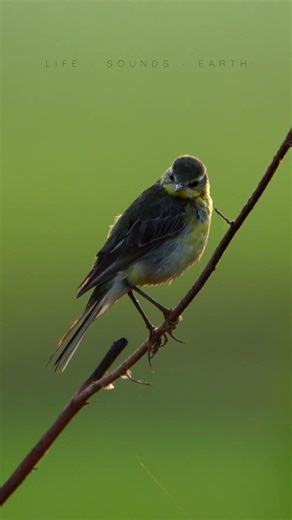 Western Yellow Wagtail in the Wild 🌿 | Bird Shorts #wagtail #birdshorts #birdwatching