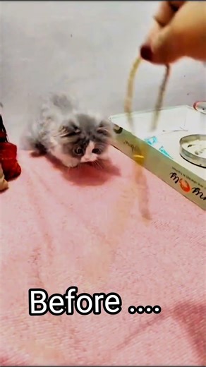 Simba after vs before 🐱🥰 #messi #ronaldo #mrbeast #cat #cute #pewdiepie #teachnogamerz #technoblade