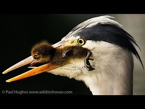 Angry mother ducks can't stop a heron that does eat animals for prey meat and is eating ducklings