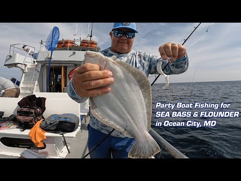 Party Boat Fishing For SEA BASS & FLOUNDER aka FLUKE - Angler - Ocean City, MD