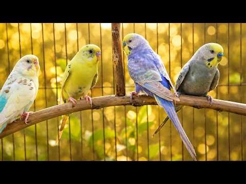 10 Hours | Help Quiet Parakeets Sing by Playing This | Happy Budgies Chirping for Lonely Birds
