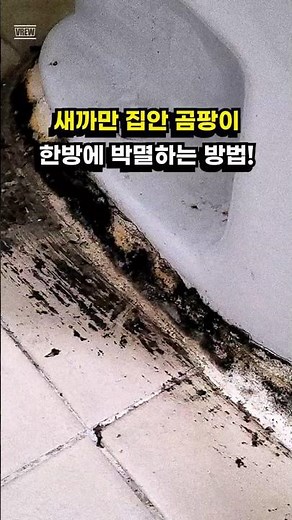 벽지, 변기, 실리콘 새까만 곰팡이를 한방에 제거 박멸하는 방법!