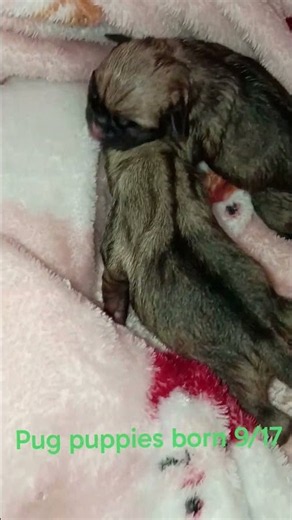 Puppies born 9/17 #pug #puppies #birthday #puglife #cute #mypug