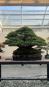 BBG’s Bonsai Museum is shifting to its winter display. 🌲 This striking Japanese white pine is more than 100 years old. It’s a “raft” style bonsai, mimicking a fallen tree in nature, where the limbs on one side of a horizontal trunk reach upward to form a new canopy. The seasonal display in the C.V. Starr Bonsai Museum is a selection from BBG’s collection of more than 400 plants. Daytime admission through January 16 is pay-what-you-wish. | Brooklyn Botanic Garden