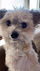Sharing is caring 😊 #dog #littledog #shorkie #cute #2leggeddog #amputee #cutedog | Noel the Bipawd Shorkie