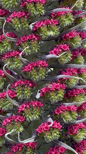 Echium Wildprettii: Spectacular Tower of Jewels Blooms