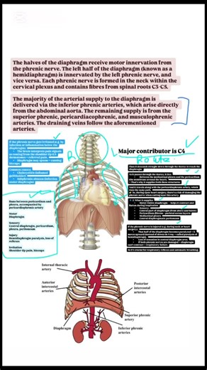 Diaphragm NOTES HIGH YIELD| MBBS FCPS USMLE MDMS |watch SK SERIES FOR FULL EXPLANATION ON MY CHANNEL
