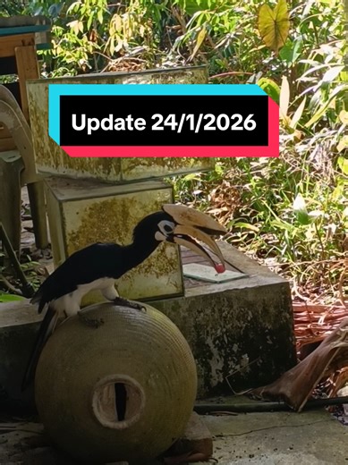 Harini si jantan bawak buah bulat2. Mana dia dapat kita pun xtau. Ada sapa2 cam tu buah ap?? Btw tengok lubang yg terbaru ni. Memang buat muat2 paruh untuk makan je. #fypmalaysia🇲🇾 #hornbill #orientalpiedhornbill #enggang #bird