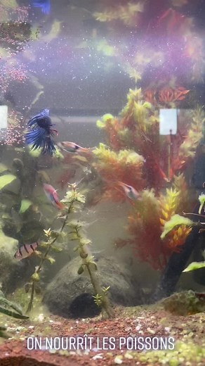 On nourrit les petits poissons ! Le combattant est tellement beau #aquarium #fish