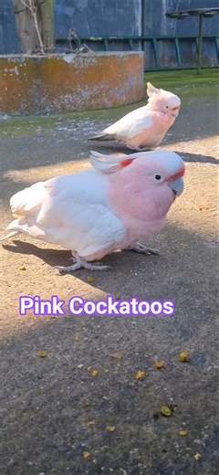 Pink Cockatoos #birds #nature #wildlife