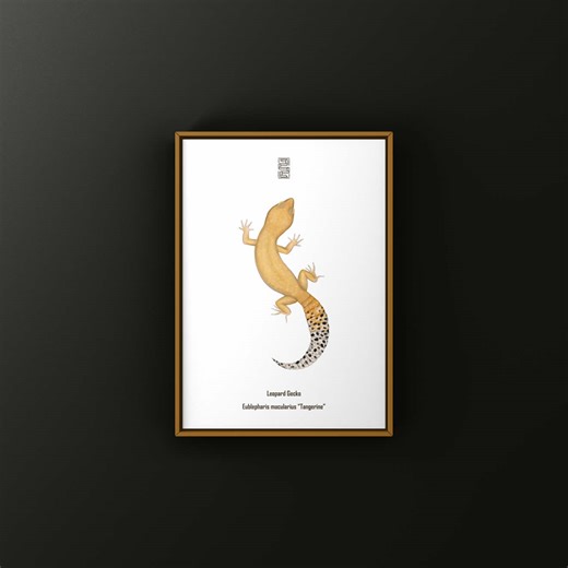 Illustration of the Tangerine Leopard Gecko by The Morph Archive / Mingo Art #fyp #reptile #reptilesoftiktok #fypシ゚viral #leopardgecko