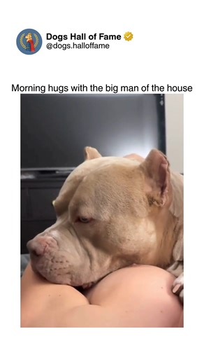 Dogs • Cute Dogs • Dog Videos on Instagram: "Pure overwhelming affection as dogs wake up their humans with aggressive love attacks involving endless kisses, full-body hugs, and enthusiasm suggesting every morning is the greatest reunion in history. These aren't gentle wake-up calls — these are strategic assault missions where dogs use their entire bodies as affection weapons, pinning sleepy humans under loving weight, licking faces relentlessly until consciousness happens, whimpering with joy at