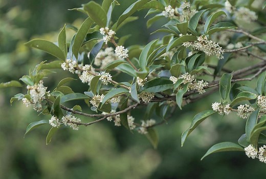 How To Grow And Care For Tea Olives For Year-Round Greenery