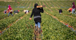 US-Mexico Farm Labor Policy Recommendation Launch