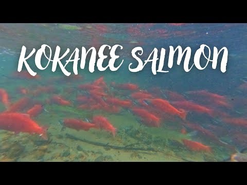 Kokanee SALMON in Utah! (pt. 2)