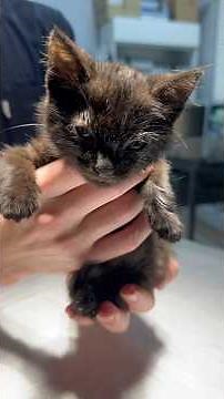 Treatment of a broken paw in a tiny kitten.