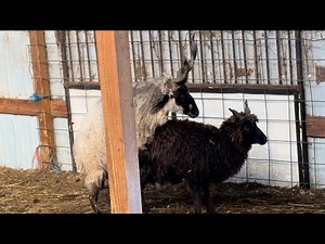 racka ram mating breeding 2 times #sheepfarm #goatfarming #sheeplove #farming #animals