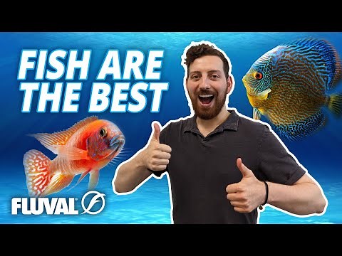 10 Reasons Fish Are the Best Pets