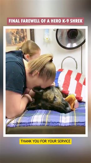 196K views · 9.4K reactions | Eternal Second Final farewell of hero #k9 #emotional #heartbreak #fyp #farewell #family #dog #honoR #retirement | Eternalseconds | Facebook