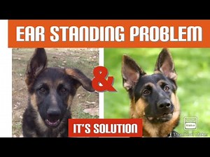 Ear standing problem in German shepherd dog ||ear tapping || dog के कान खड़े करने का तरीक़ा