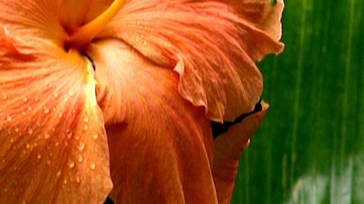 Plants are living things