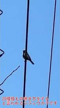 シジュウカラの変わった鳴き声 #birdsong #birds #birdsounds #癒し #nature #wildlife #