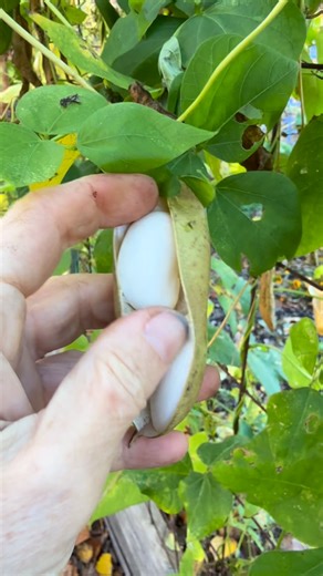 Niki Jabbour on Instagram: "I’m still collecting giant runner bean seeds from the garden. I dry these massive beans and then use them in winter dishes. So delicious - and easy to grow. Plus, the vining plants are pretty and extremely productive. 🌱 . . . . #garden #gardening #gardenlife #vegetablegarden #gardenlove #vegetablegardening #homegrown #mygarden #beans #seeds #harvest #seedsaving #harvesting #plants"