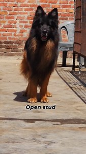 Max #germanshepherd #longhair #germanshepherdsofinstagram | Maxmarlboro Kennel