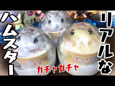 The ultimate healing gacha "Mocchiri Aru Hamster" gacha gacha unboxing review