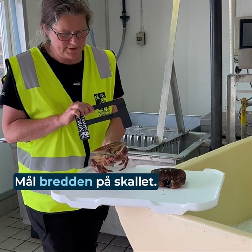 Få et gratis krabbemål og se hvordan du måler om krabben er stor nok til å ta på land 📏 All taskekrabbe som er mindre enn 13 cm skal nemlig levnes i havet, slik at de kan vokse seg større🦀 Bærekraftig høsting og forvaltning er selve fundamentet for all verdiskaping i villfisknæringa. Råfisklaget har en helt sentral rolle gjennom trygg og rettferdig omsetning av villfanget sjømat, samt godt organisert kontroll av kvalitet og ressursuttak. For taskekrabben, og mange andre arter, er minstemål et 
