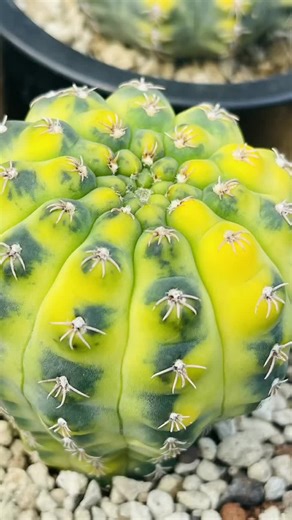 Transform Your Cactus Growing Techniques